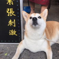 一期一食谈，三只狗，两个人的漂流厨房