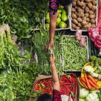 Lo nuevo de la FAO - 12 de julio de 2019