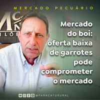 Mercado do boi: oferta baixa de garrotes pode comprometer o mercado