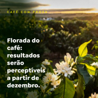Florada do café: resultados serão perceptíveis a partir de dezembro