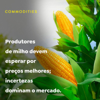 Produtores de milho devem esperar por preços melhores incertezas dominam o mercado