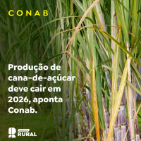 Produção de cana-de-açúcar deve cair em 2026, aponta Conab