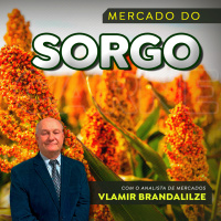 Sorgo brasileiro desponta com força no centro e nordeste do país