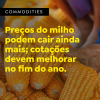 Preços do milho podem cair ainda mais cotações devem melhorar no fim do ano