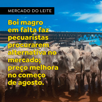 Boi magro em falta faz pecuaristas procurarem alternativa no mercado preço melhora em agosto