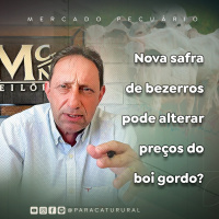 Nova safra de bezerros pode alterar preços do boi gordo?