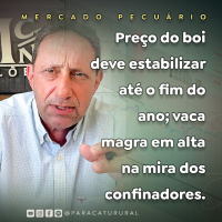 Preço do boi deve estabilizar até o fim do ano vaca magra em alta na mira dos confinadores 