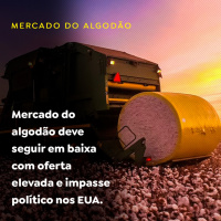 Mercado do algodão deve seguir em baixa com oferta elevada e impasse político nos EUA