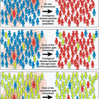 Corona:herd immunity