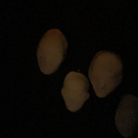 In 3”s Aretha, Kofi, McCain