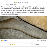 001 - 86 Pound Dog Treats