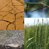 Grounds For The Seeds Of Faith