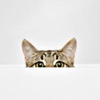 When Curiosity Not Only Kills the Cat