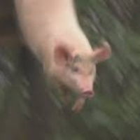 Lost Time And Lost Swine