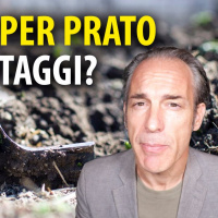 Terriccio Per Prato. Vantaggi e Come Sceglierlo