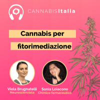 Cannabis e fitorisanamento [BIOTECNOLOGA]