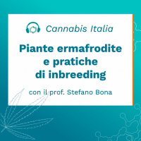 Pratiche di femminizzazione e piante ermafrodite