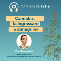 Cannabis: fa ingrassare o dimagrire?