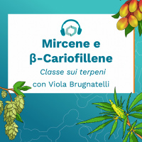 Mircene e  β-Cariofillene: una classe sui terpeni