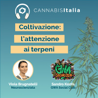 Coltivazione: lattenzione ai terpeni [Grower]