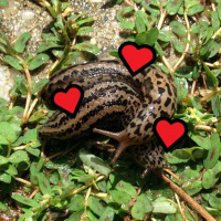 Eigenbros ep 30 - Weird Slug Sex