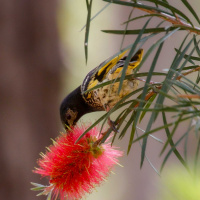 Birdlife Australias conservation program for Regent Honey Eater : Mick Roderick Ecologist speaks with Michelle Michels about the critically endangered Regent Honeyeater breeding program and recent release 5 min listen