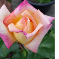 Modern Slavery: Lauren Power from Food Empowerment Dr. Natalia Szablewska Legal expert on Modern Slavery and Serrata Martin from the tea industry speak to Jodee Sydney about issues in the industries where modern slavery flourishes.