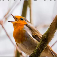 1.04 The Language of Birds- A Bridge to Connection with Uri Arad and Stephan Kestenboim