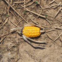 Global Warming and Food