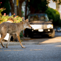 Encroaching on Wildlife