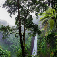 Rainforests and 2 Degrees C