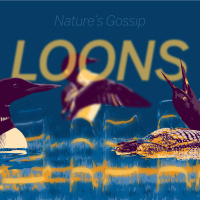 Introducing Natures Gossip: Loons