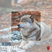 Air Check: Wolves, Apple, and derechos