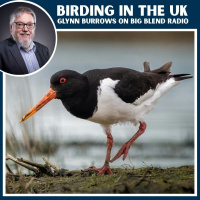 Birding in the UK: Top Spots for Birdwatching