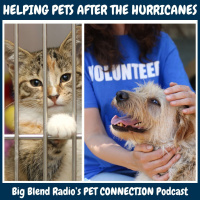 Helping Pets After Hurricanes Helene and Milton