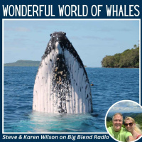 Steve  Karen Wilson - Wonderful World of Whales