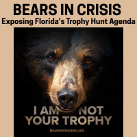 Bears in Crisis: Exposing Florida’s Trophy Hunt Agenda