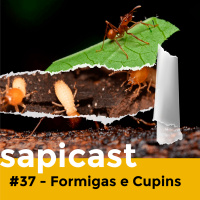 SapiCast #37 - Formigas e Cupins