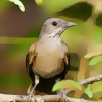 23. O ninho do sabiá | Sobre persistência x teimosia