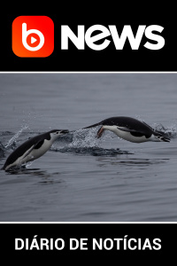 Diário de Notícias - 11/02/2020