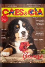 Cães e Cia - Bernese - 01/02/2019