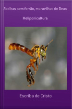Abelhas Sem Ferrão - Maravilha De Deus: Meliponicultura