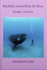 Baleias - Maravilhas De Deus
