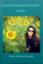 As Grandes Plantações De Girassol !