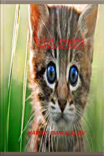 Gatos Imagens Trabalhadas