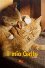 Il Mio Gatto