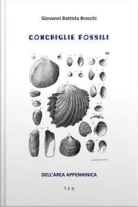 Conchiglie Fossili: Dellarea Appenninica